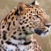 На территории национального парка “Земля леопарда” появилась охранная зона